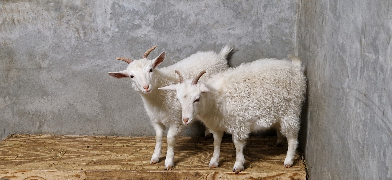 Leuke angora geitjes x dwerggeit, Dieren en Toebehoren, Vrouwelijk, Geit, 0 tot 2 jaar