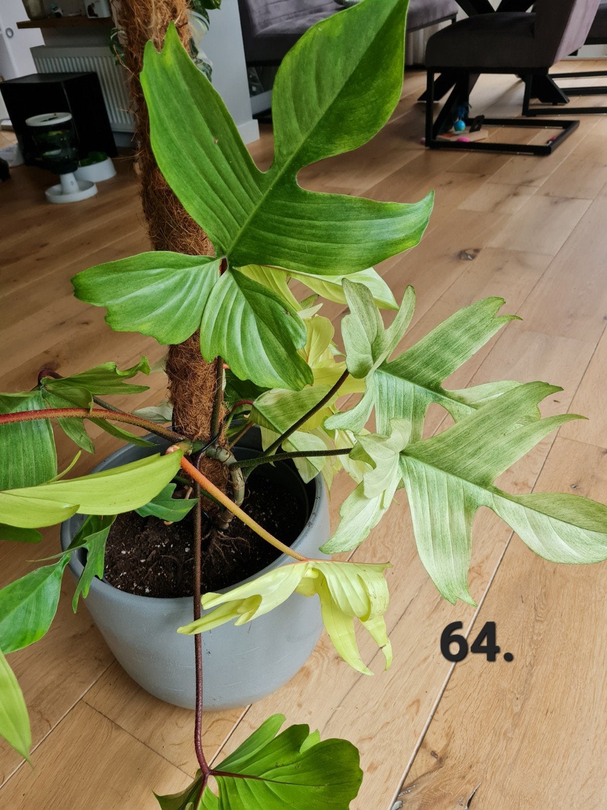 Philodendron Florida ghost, zeldzame kamerplant, Ophalen of Verzenden, Halfschaduw, Minder dan 100 cm