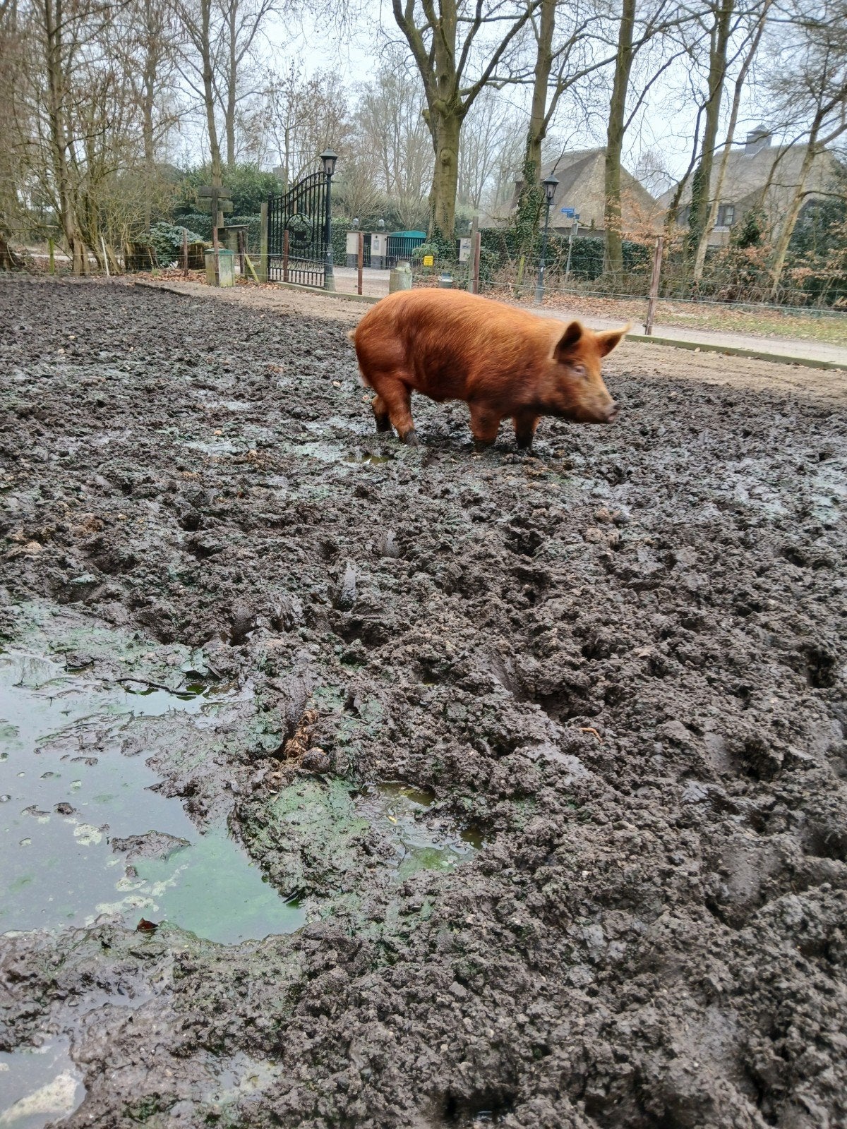 Dekbeer te huur, Mannelijk, Varken