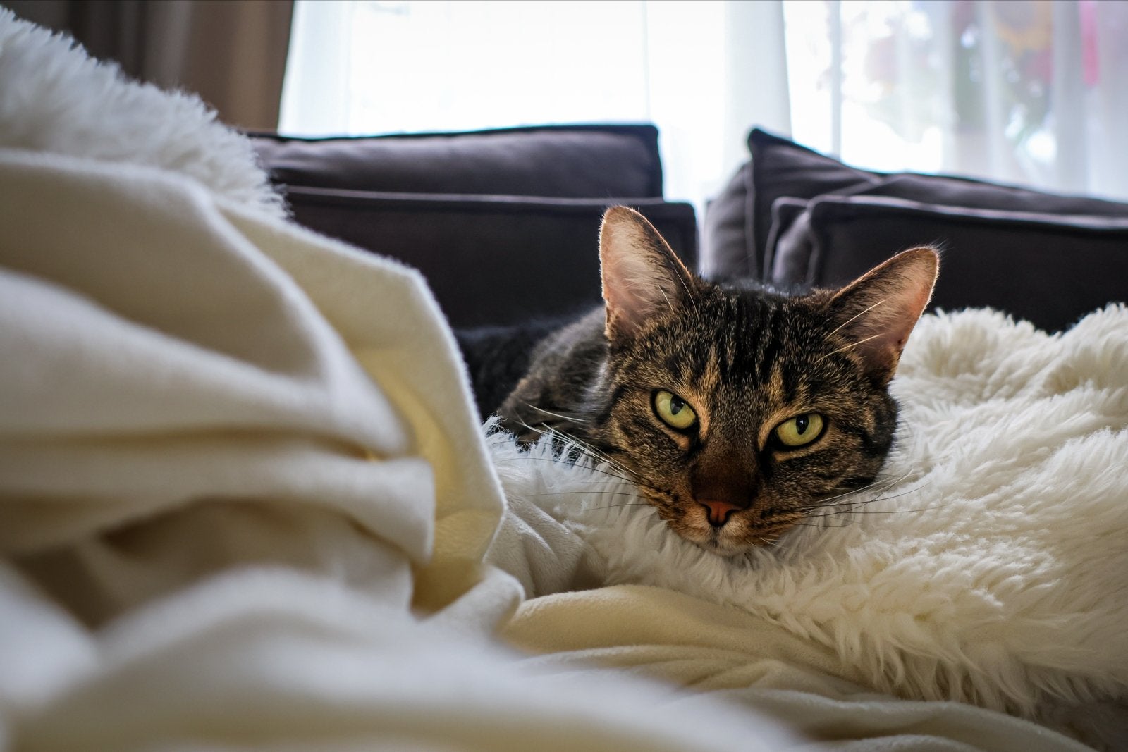 Lief, aanhankelijk maar zelfstandig kater zoekt nieuw huis, Dieren en Toebehoren, Kater, Kortharig, 3 tot 5 jaar