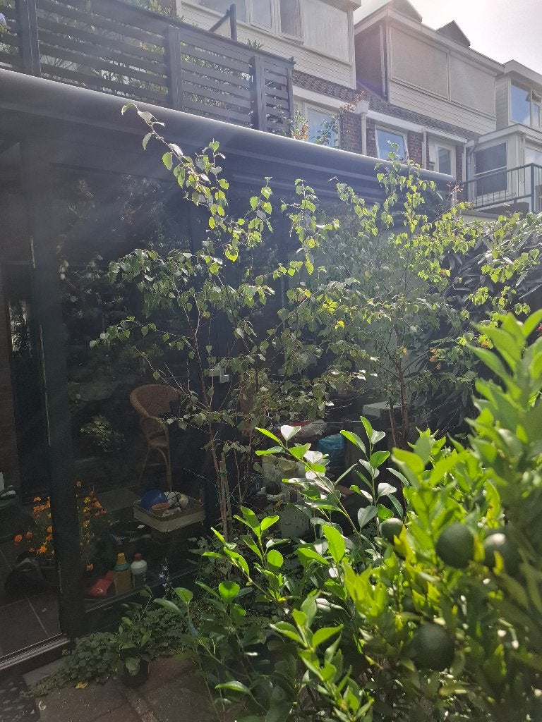 Berkenboompje met kluit, Tuin en Terras, Overige soorten, Lente, 100 tot 250 cm, Ophalen