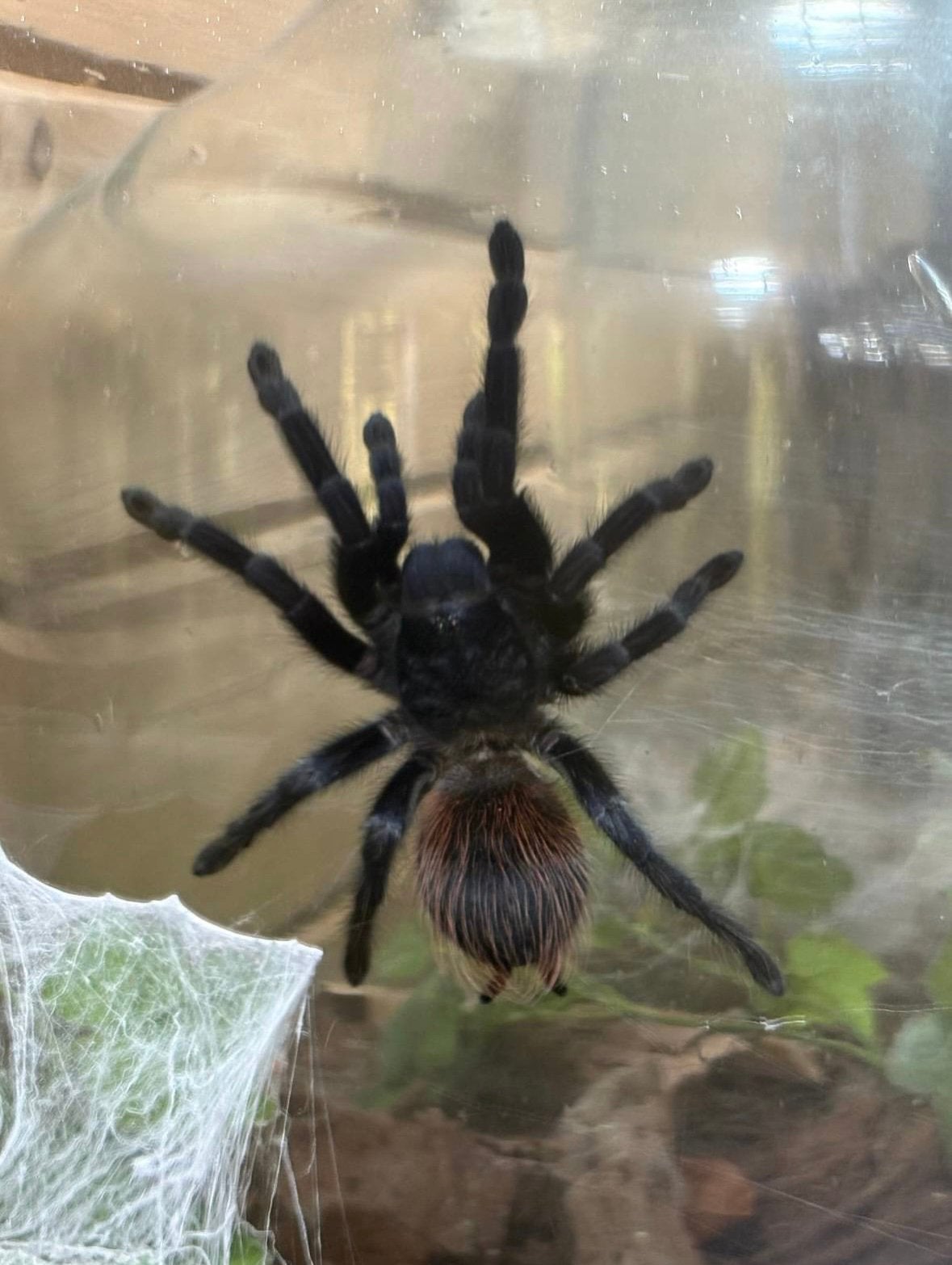 2 Pterinopelma sazimai vrouwen, Spin of Schorpioen