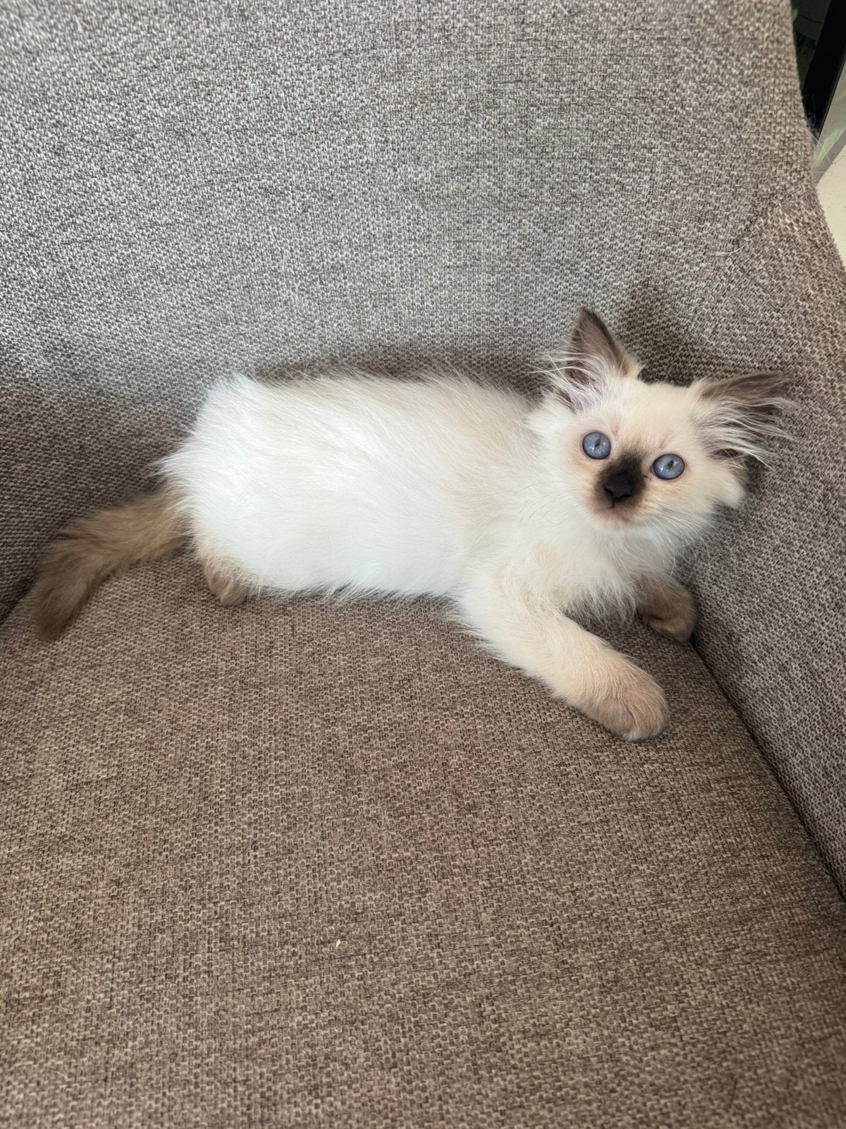 Nog 1 prachtige langhaar kitten!, Dieren en Toebehoren, Katten en Kittens | Raskatten | Langhaar, Meerdere dieren, Gechipt