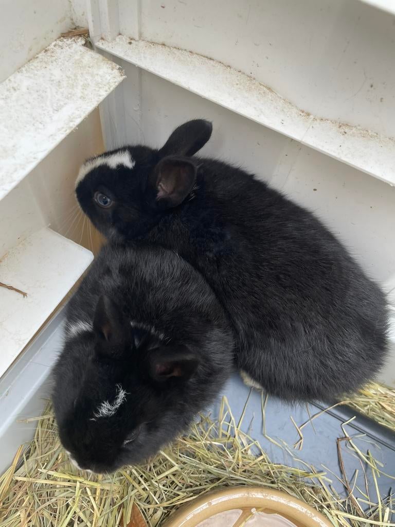 Lieve baby konijntjes! Mogen nú verhuizen, Dieren en Toebehoren, Meerdere dieren, Dwerg