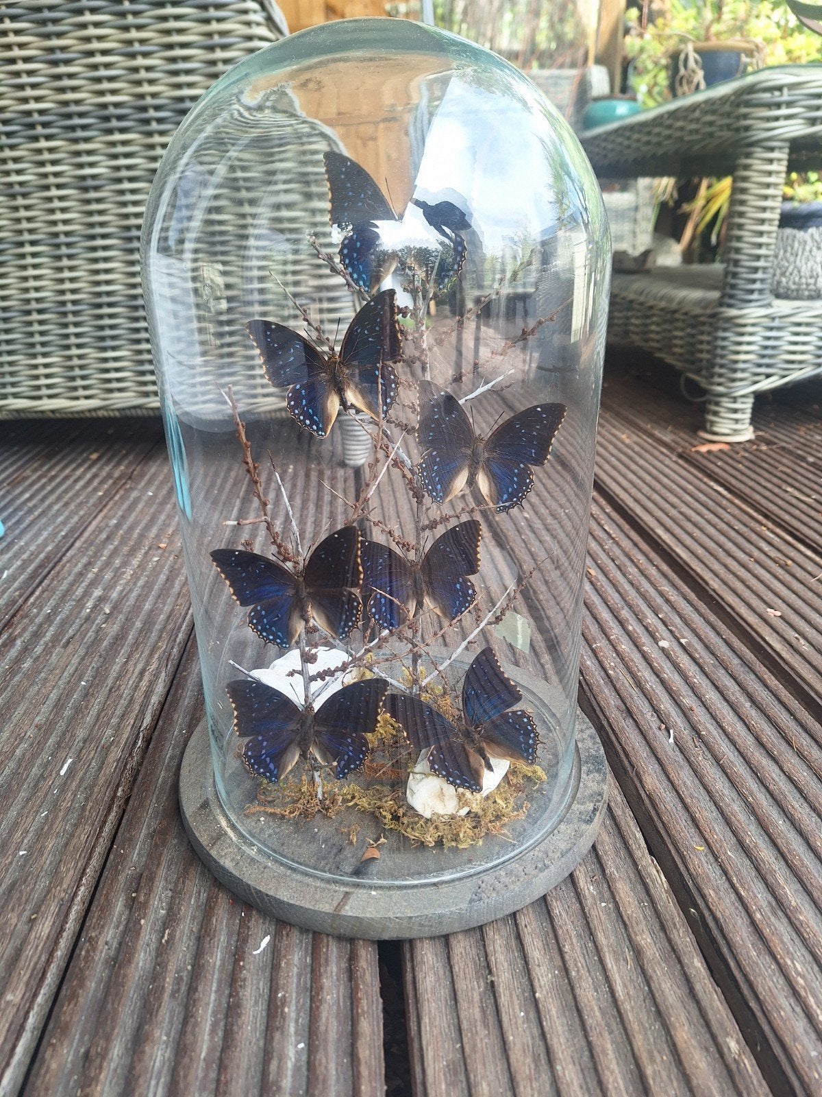 Vlinders opgezet in stolp. Charaxes Tiridates., Ophalen of Verzenden, Nieuw, Insect, Opgezet dier