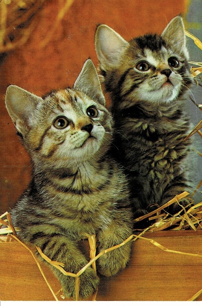 Poes, Poezen, Ophalen of Verzenden, 1960 tot 1980, Gelopen, Hond of Kat