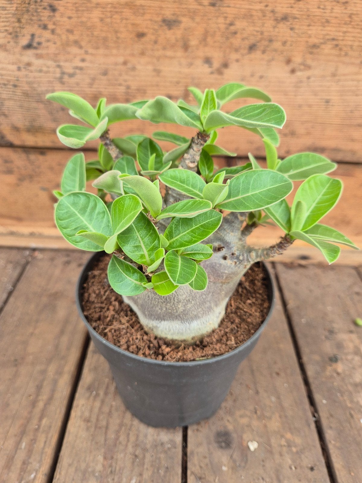 Adenium Baobab p12 (5)
