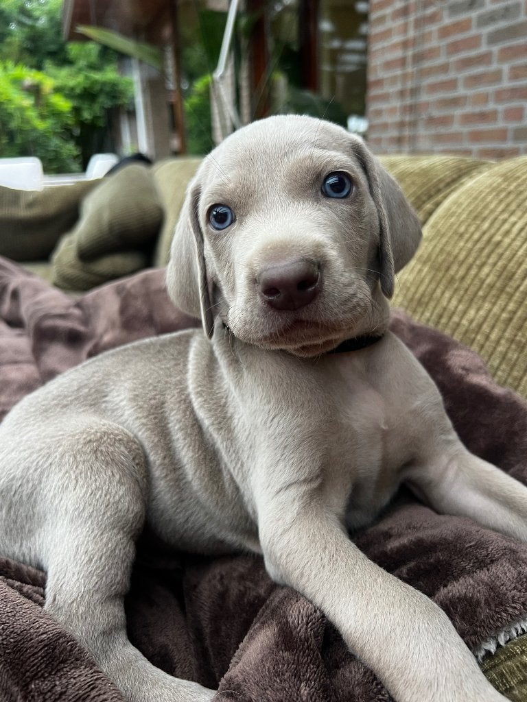 2 Weimeraner pups, Dieren en Toebehoren, Parvo, 8 tot 15 weken, Meerdere, Nederland