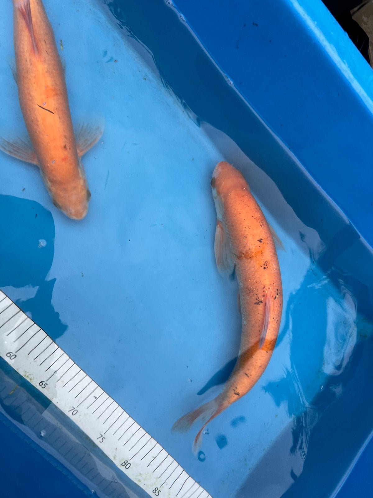 2 grote goudwinden, Dieren en Toebehoren, Karper of Koi