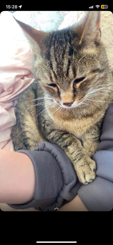 Gezellige familie kat, Kater