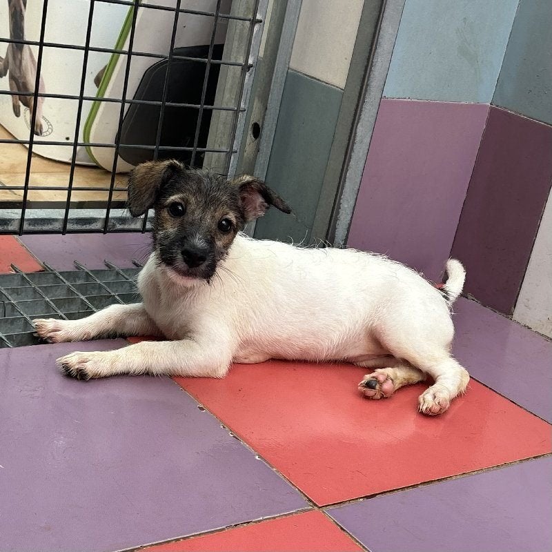 ACE: Xaviera bij wie mag deze guitige kapoen thuiskomen?, Dieren en Toebehoren, Particulier, 8 tot 15 weken, Buitenland, Teef