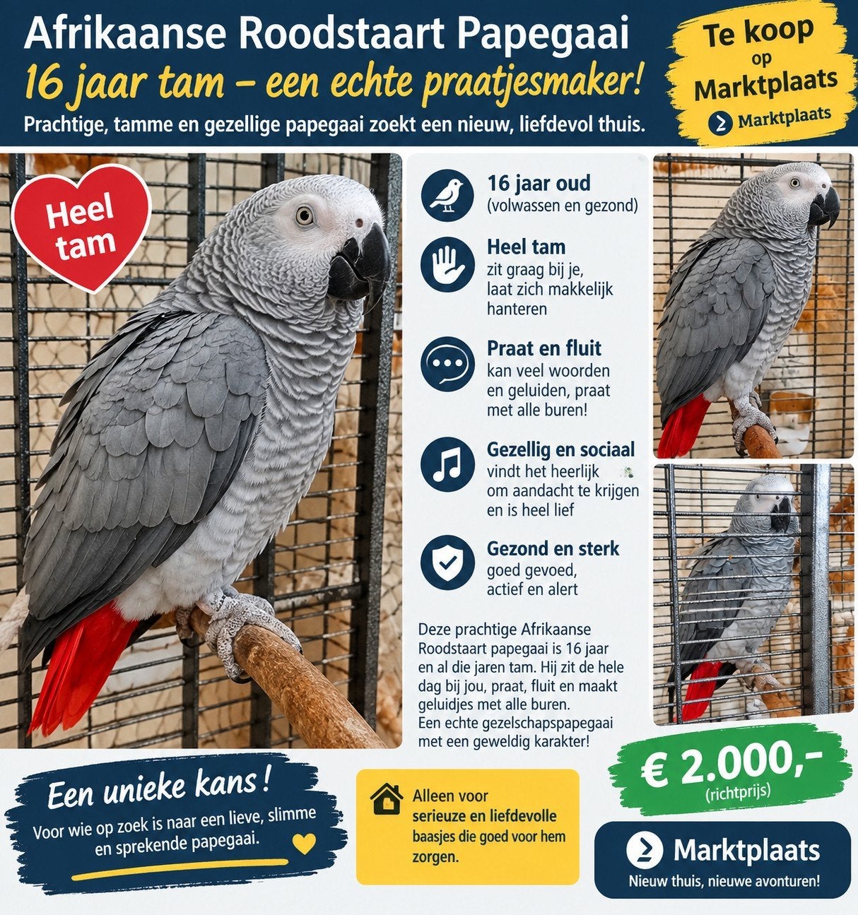 Tamme Afrikaanse grijze roodstaart papegaai – 16 jaar – praa, Mannelijk, Papegaai, Tam