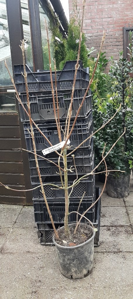Vanaf 1/10 - Gelderse roos Viburnum opulus 80/100cm, Ophalen, Overige soorten, Struik, Minder dan 100 cm
