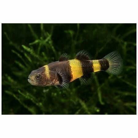 Bijtjes (Brachygobius doriae), Dieren en Toebehoren, Vis, Zoetwatervis, Schoolvis