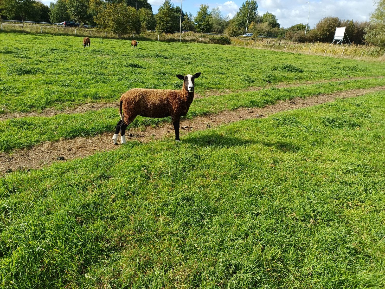 Zwartbles ooien te koop, Vrouwelijk, Schaap, 0 tot 2 jaar