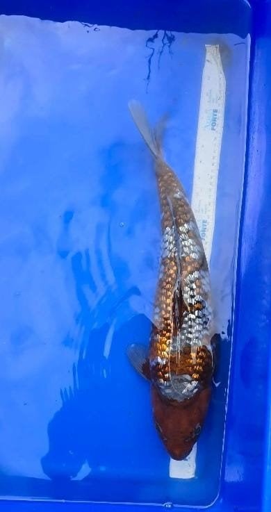 ginrin ochiba, Karper of Koi