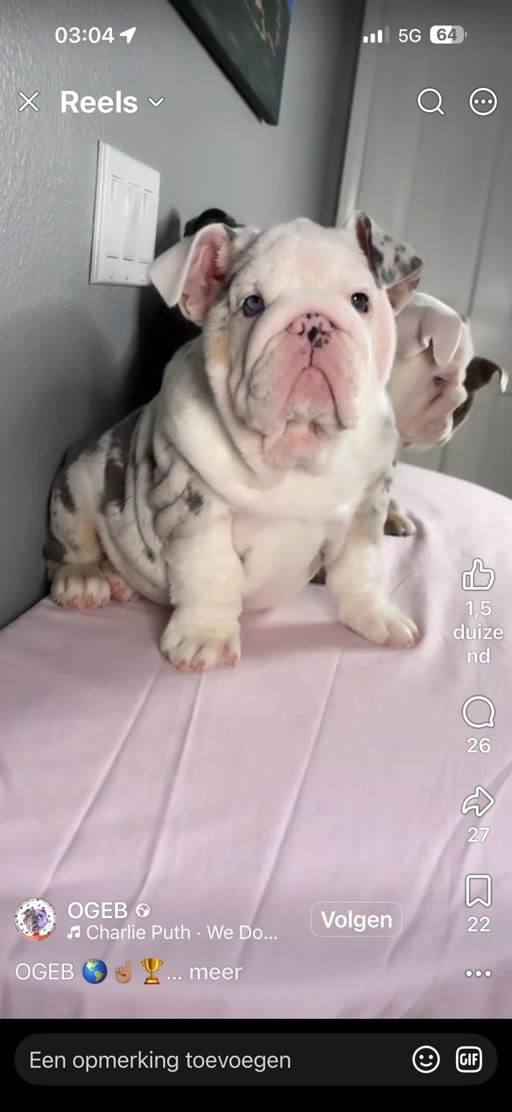 Ik zoek een Engelse bul pup geen old, Dieren en Toebehoren, Honden | Bulldogs, Pinschers en Molossers, Handelaar, Buitenland, Teef