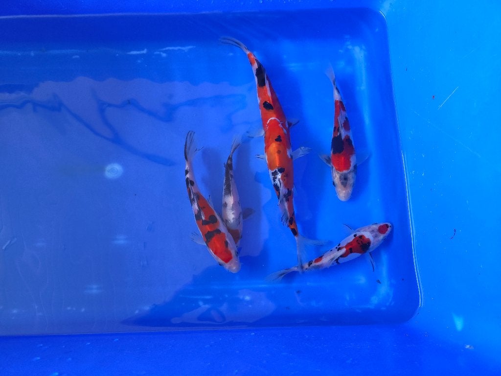 Sanke, Showa ,Doitsu Tosai Yamanaka Oya Koifarm, Dieren en Toebehoren, Karper of Koi