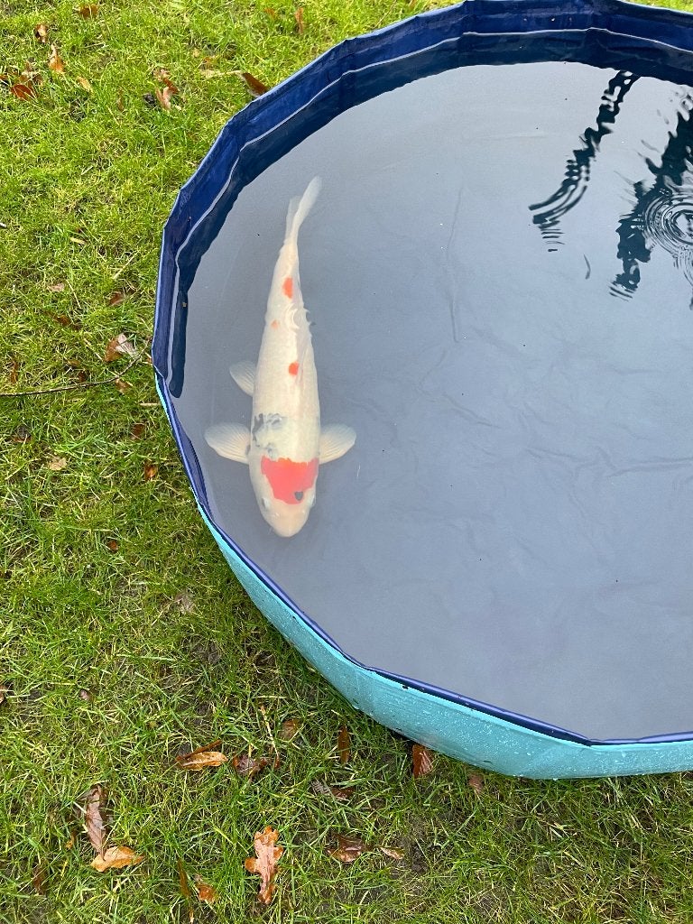 Maruten sanke japanse koi, Karper of Koi