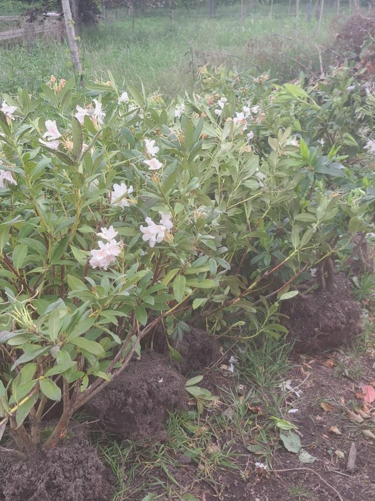 16 st. rhododendron, Tuin en Terras, Vaste plant, Halfschaduw, Lente, Ophalen