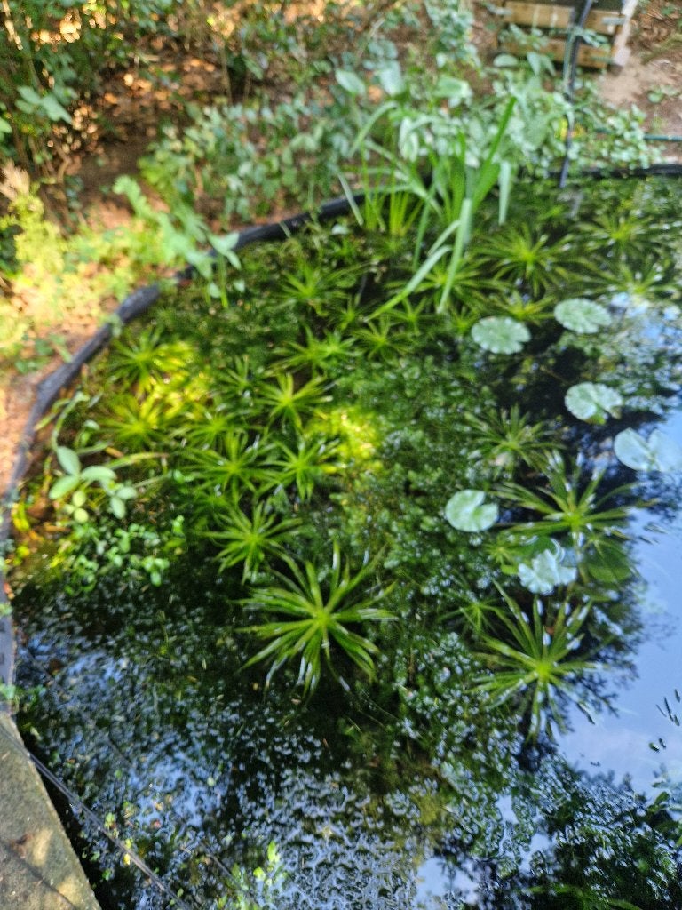 vijverplanten, Ophalen, Zo goed als nieuw