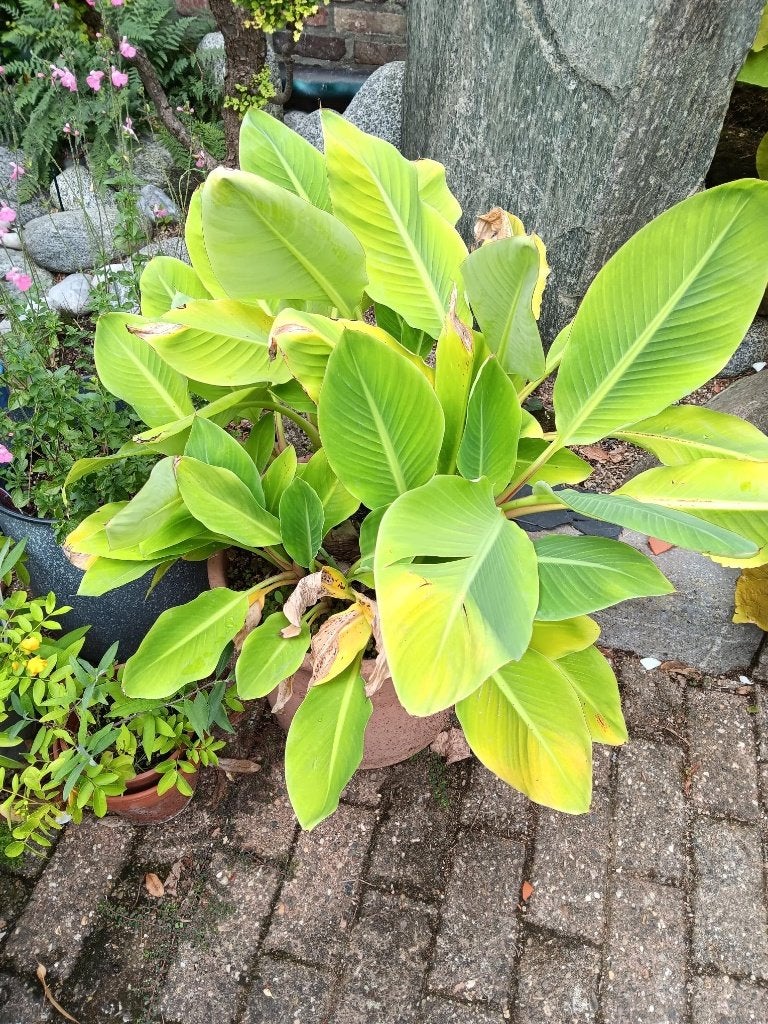 Gouden lotusbanaan, Vaste plant, Halfschaduw, Zomer, Ophalen