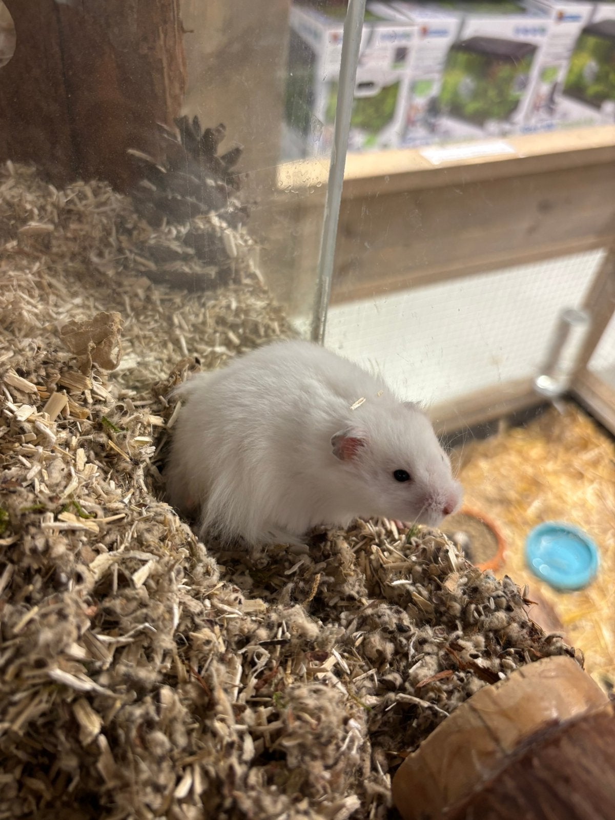 Goudhamster man, Dieren en Toebehoren, Hamster, Augustus, Mannelijk, Tam