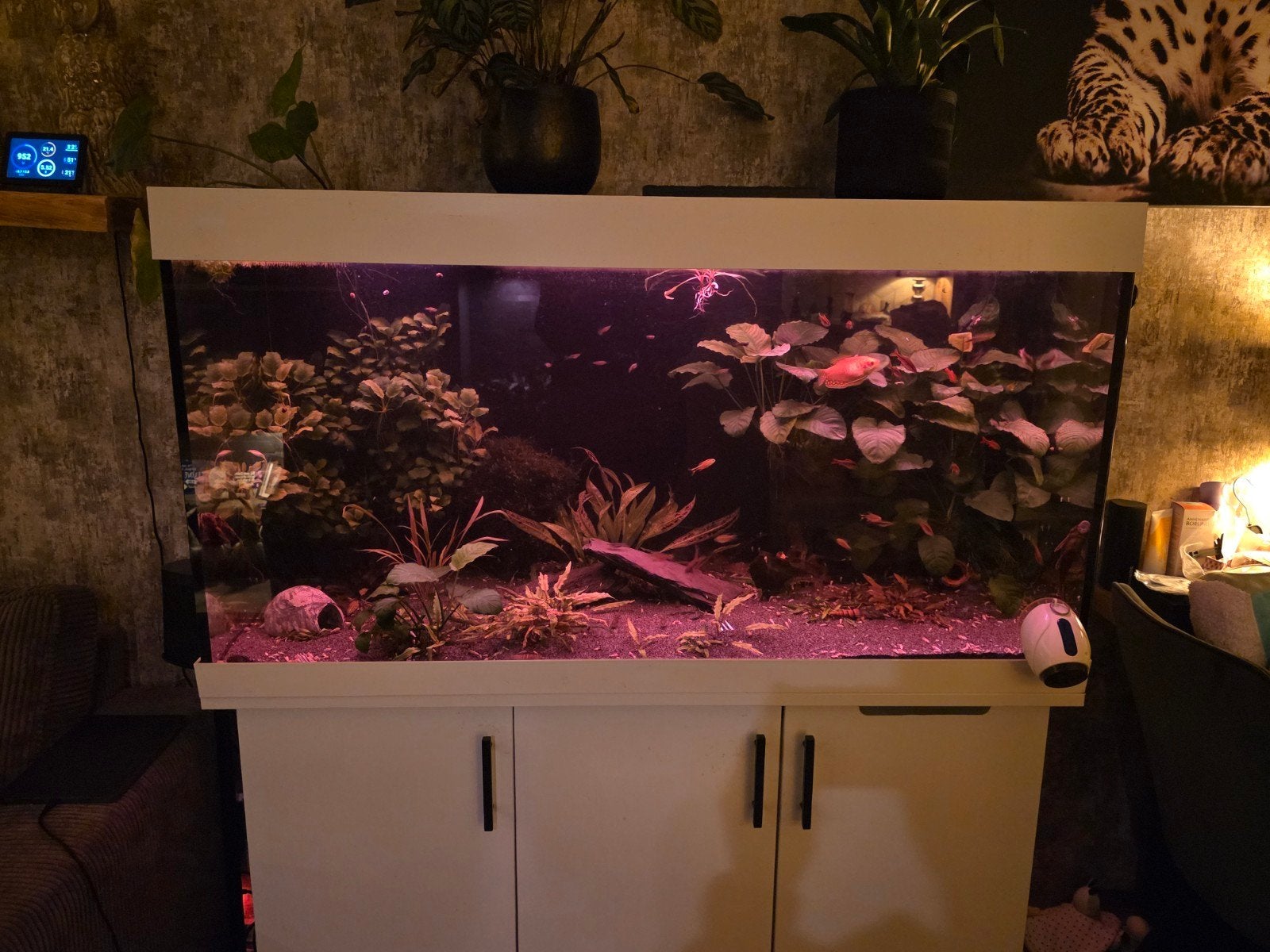 JBL Aquarium Compleet met toebehoren, Dieren en Toebehoren, Ophalen, Gebruikt, JBL, Gevuld zoetwateraquarium