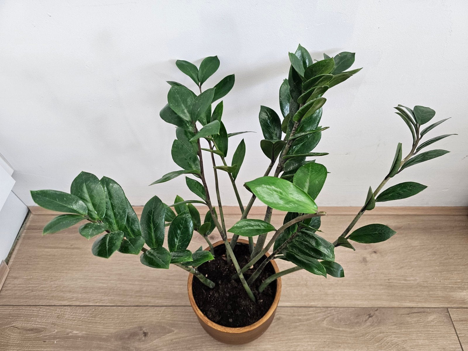 Prachtige Zamioculcas Zamiifolia plant met mooie pot! 🌿🌿, Huis en Inrichting, Ophalen, Minder dan 100 cm