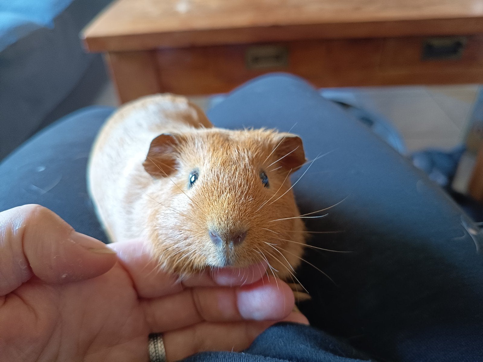 Mooi rood zeugje, Dieren en Toebehoren, Juni, Vrouwelijk, Cavia
