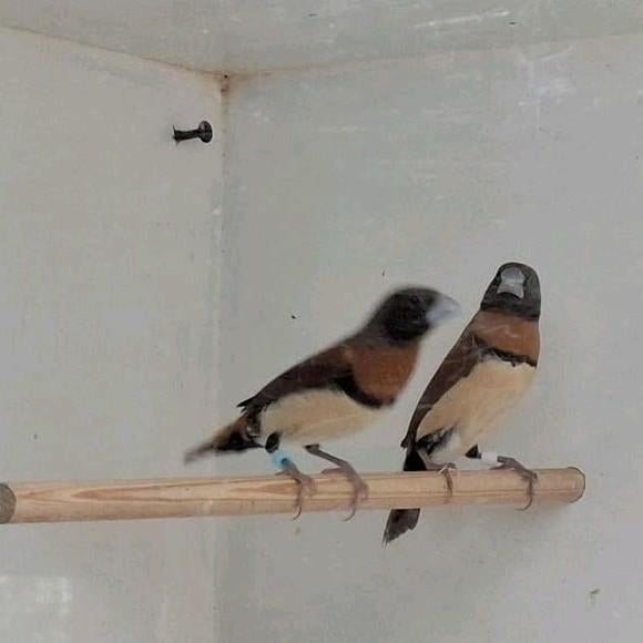 Bruinborstrietvinken, Dieren en Toebehoren, Meerdere dieren