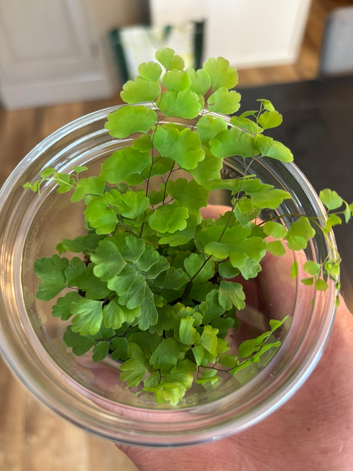 Terrariumplant Adiantum, Huis en Inrichting, Kamerplanten, Ophalen of Verzenden, Halfschaduw, Minder dan 100 cm