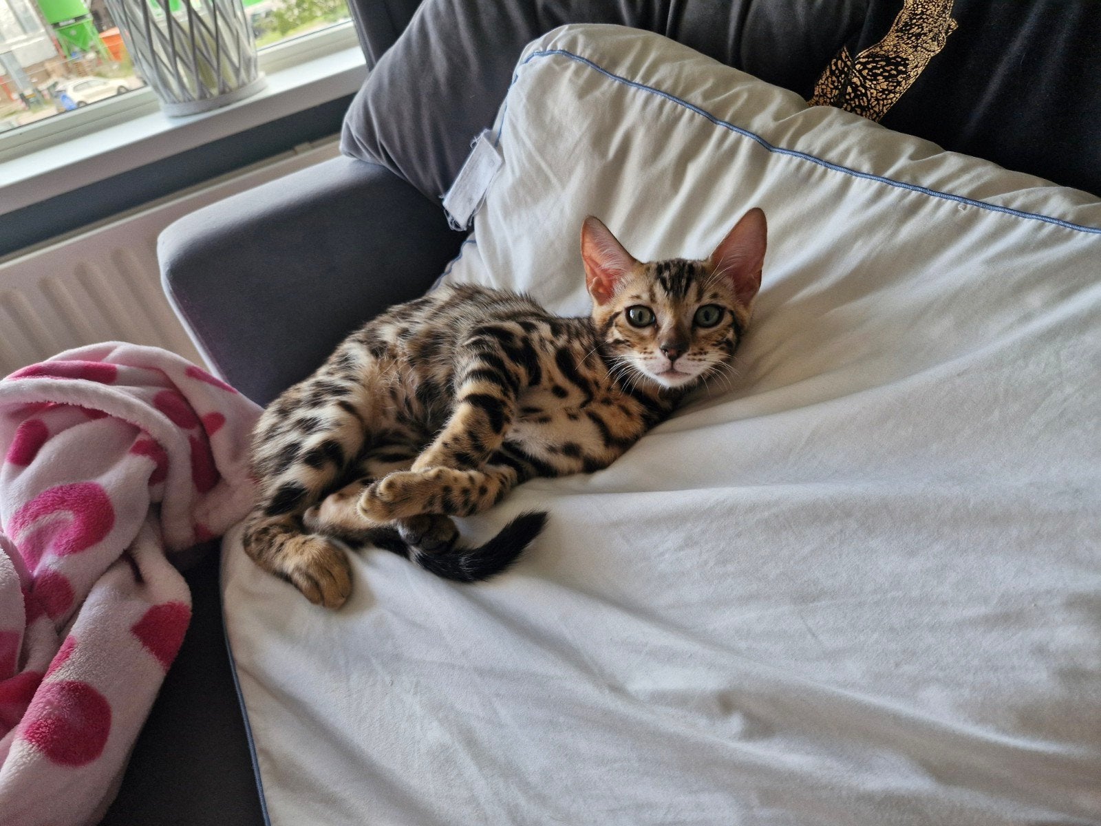 Bengaal kittens, Poes