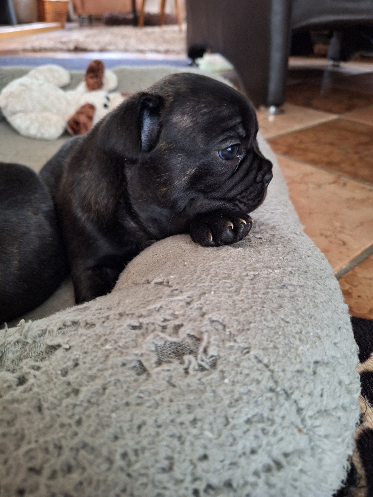 Franse bulldog puppy's, 8 tot 15 weken, Bulldog, Meerdere, Meerdere dieren