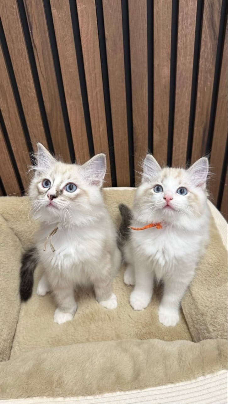Prachtig Ragdoll kittens, Dieren en Toebehoren, Meerdere dieren, 0 tot 2 jaar