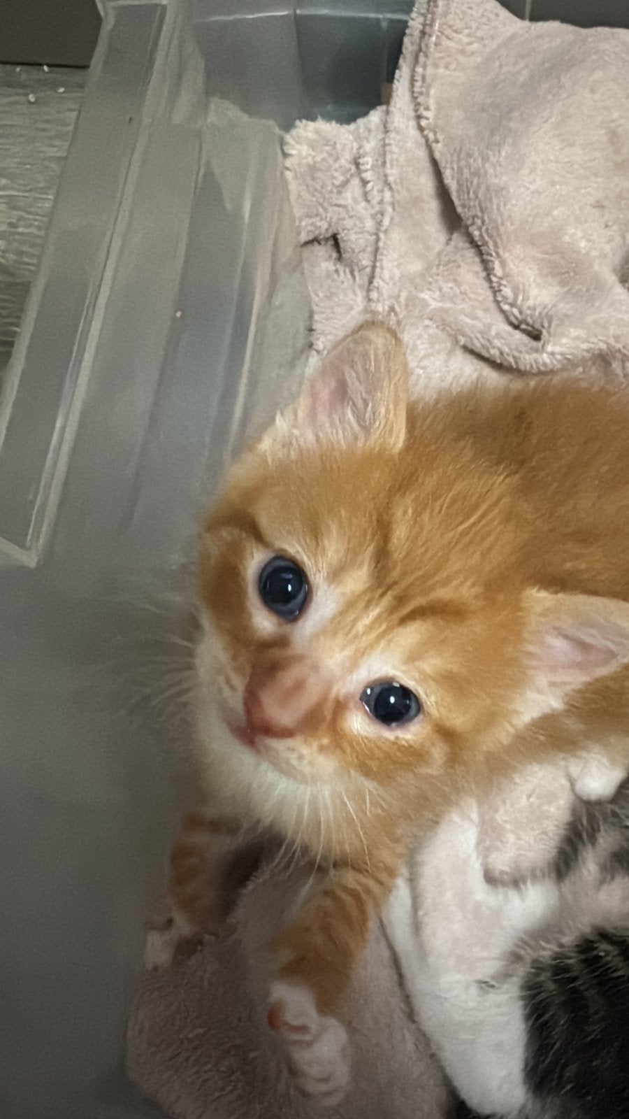 Rode poes 02-05-26 Geboren., Poes, Ontwormd