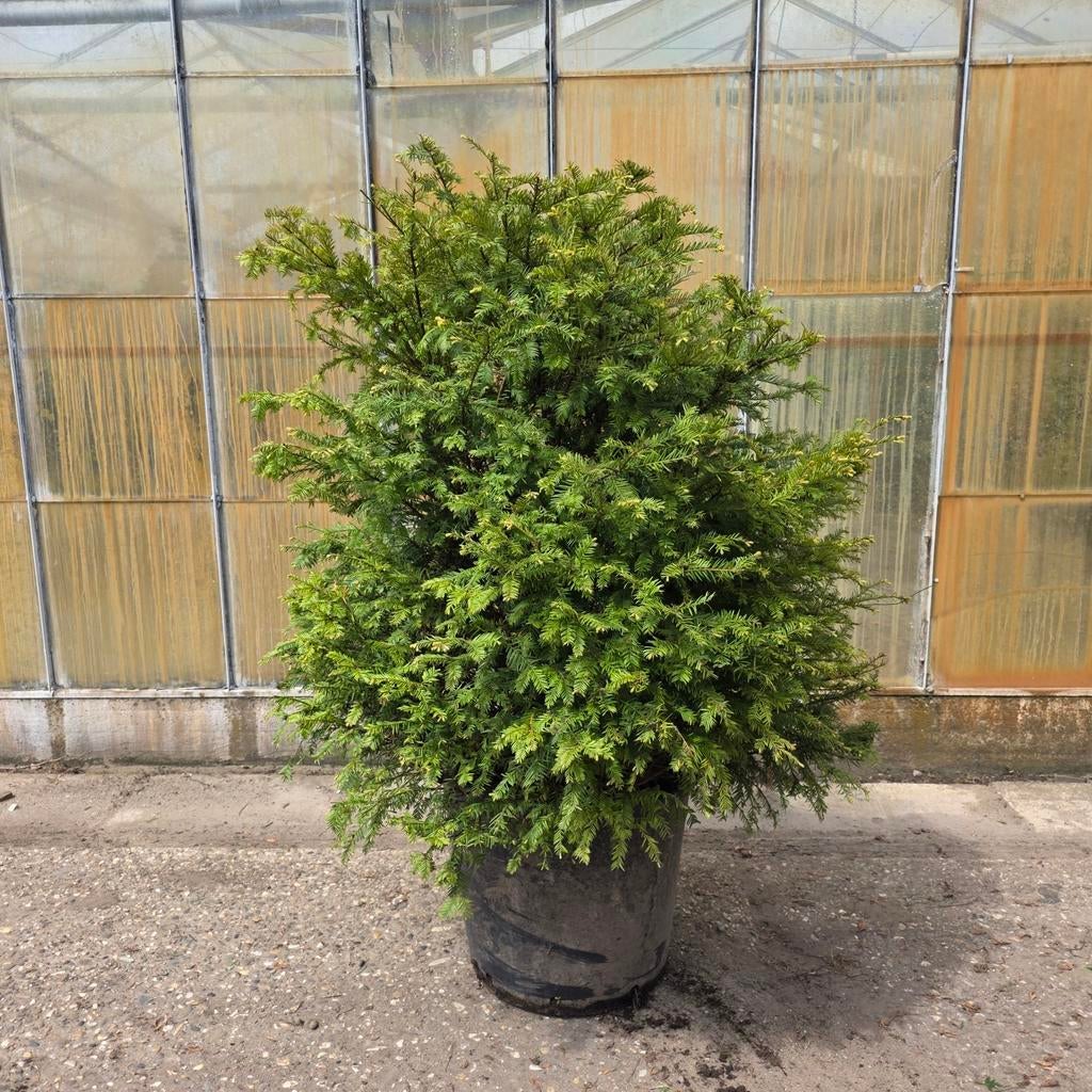 Taxus baccata, Tuin en Terras, Planten | Tuinplanten, Vaste plant, Bloeit niet, Halfschaduw, Ophalen