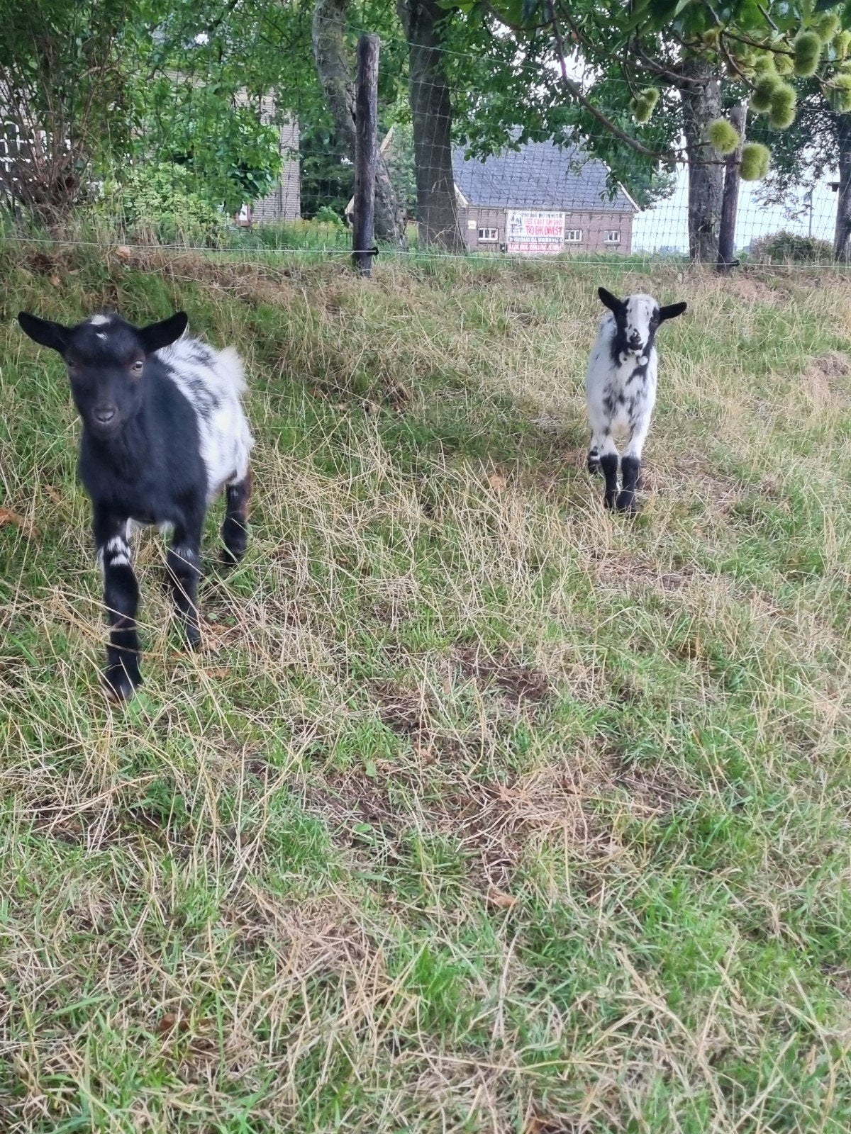 hoornloos dekbokje, Dieren en Toebehoren, Mannelijk, Geit