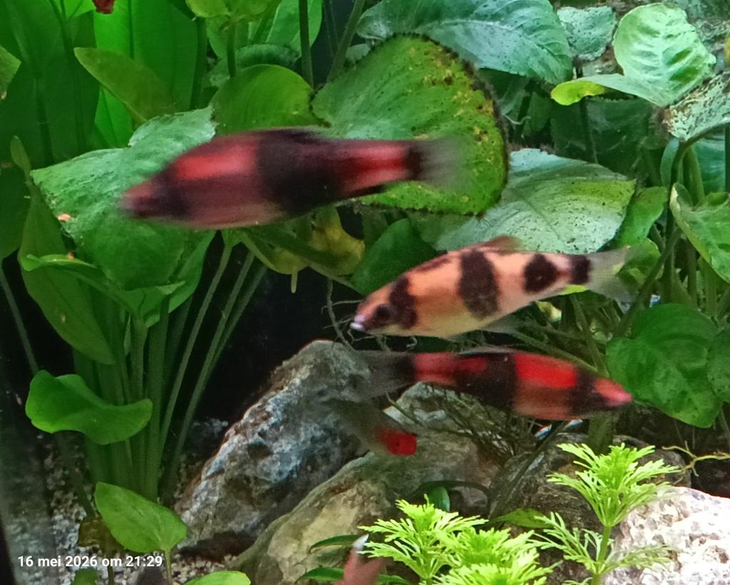 Barbelen, Dieren en Toebehoren, Vissen | Aquariumvissen, Vis, Zoetwatervis
