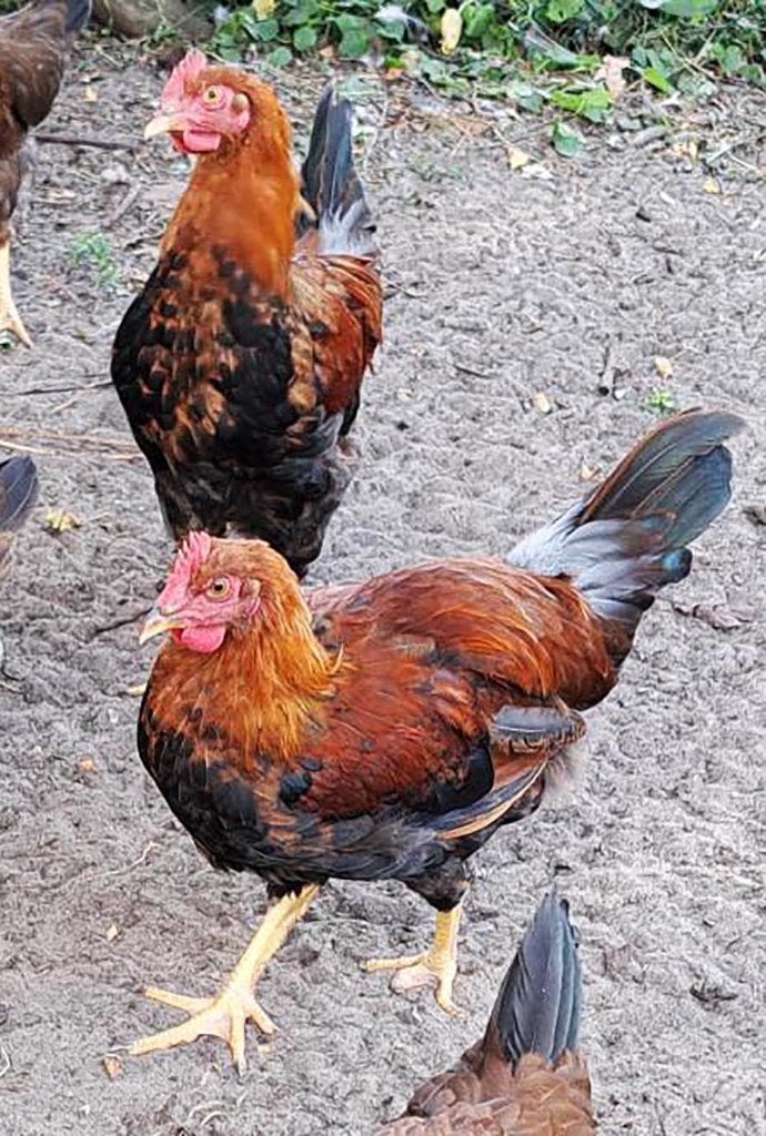 Jonge Welsumer haantjes, Dieren en Toebehoren, Pluimvee, Mannelijk, Kip