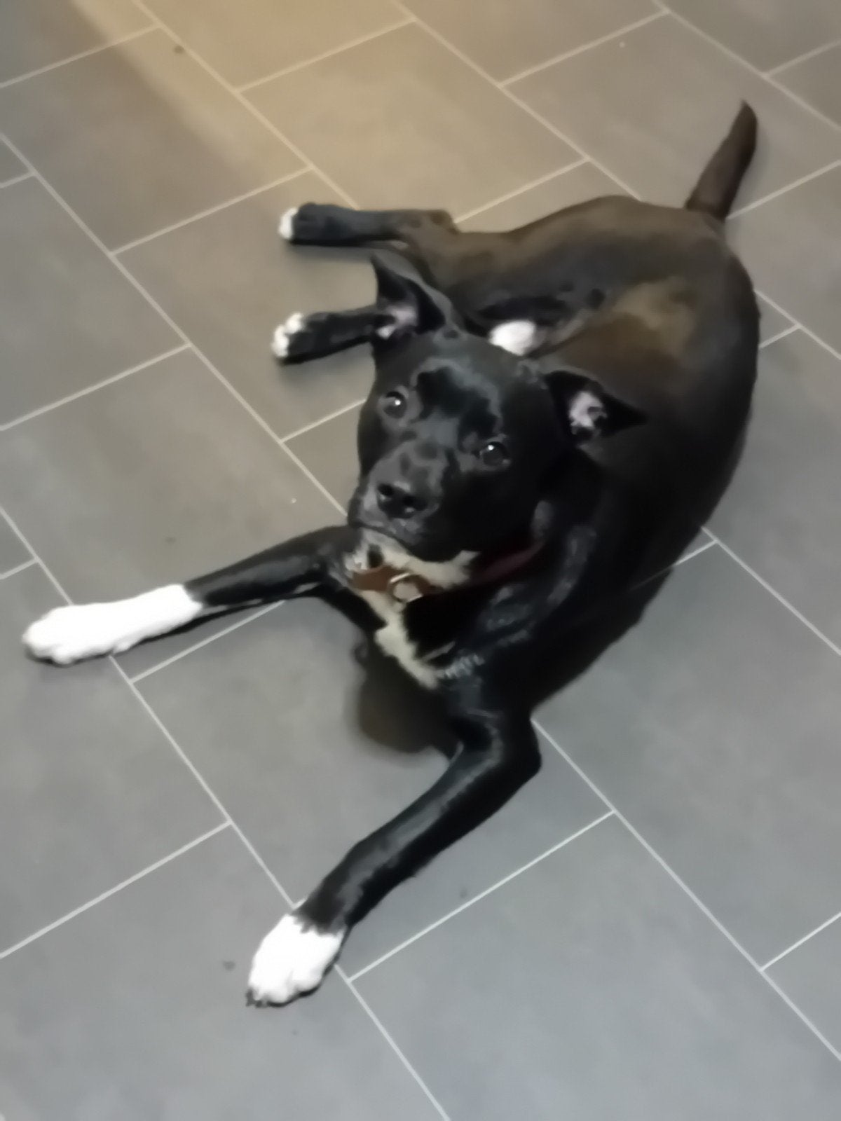 Gouden mandje gezocht, Parvo, Reu, 1 tot 2 jaar, Eén hond