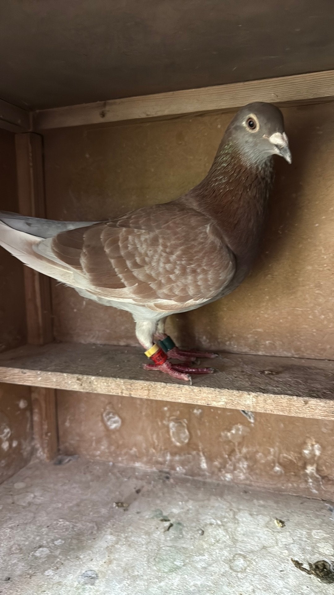 Duivin 925, Dieren en Toebehoren, Vogels | Duiven, Vrouwelijk, Postduif
