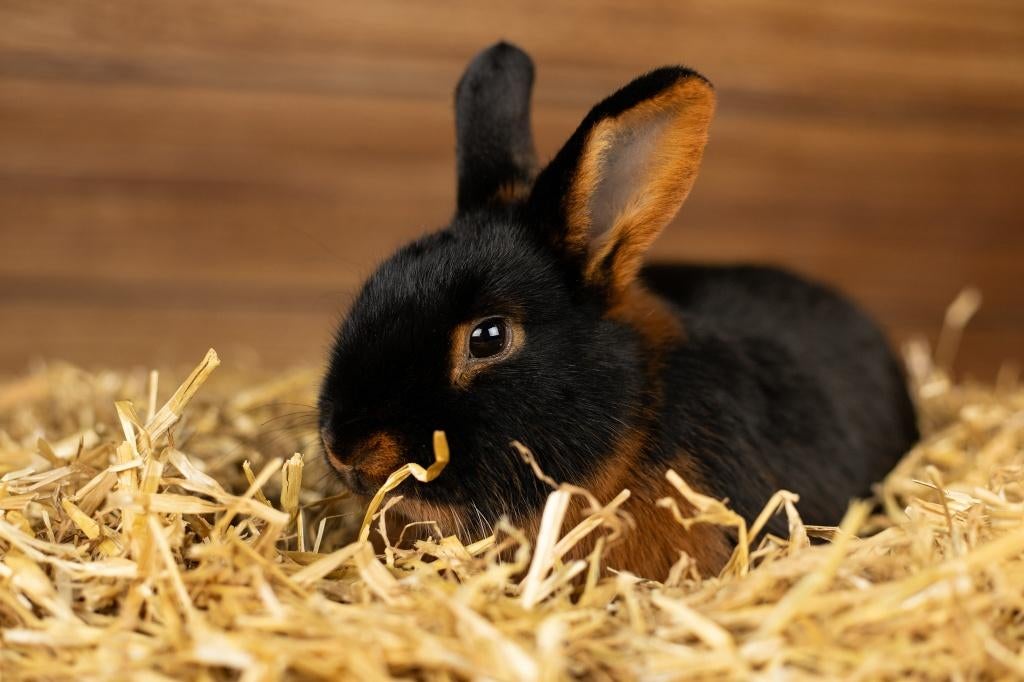Black en tan | Kleine, lieve konijnen | Mooie kleurslag, Dieren en Toebehoren, Konijnen, Meerdere dieren, Middelgroot, Hangoor