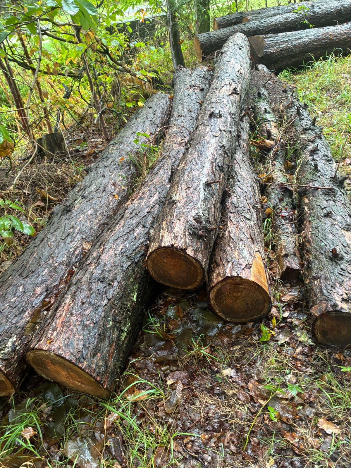 Larix, Lork boomstammen, 6 m³ of meer, Ophalen, Overige houtsoorten