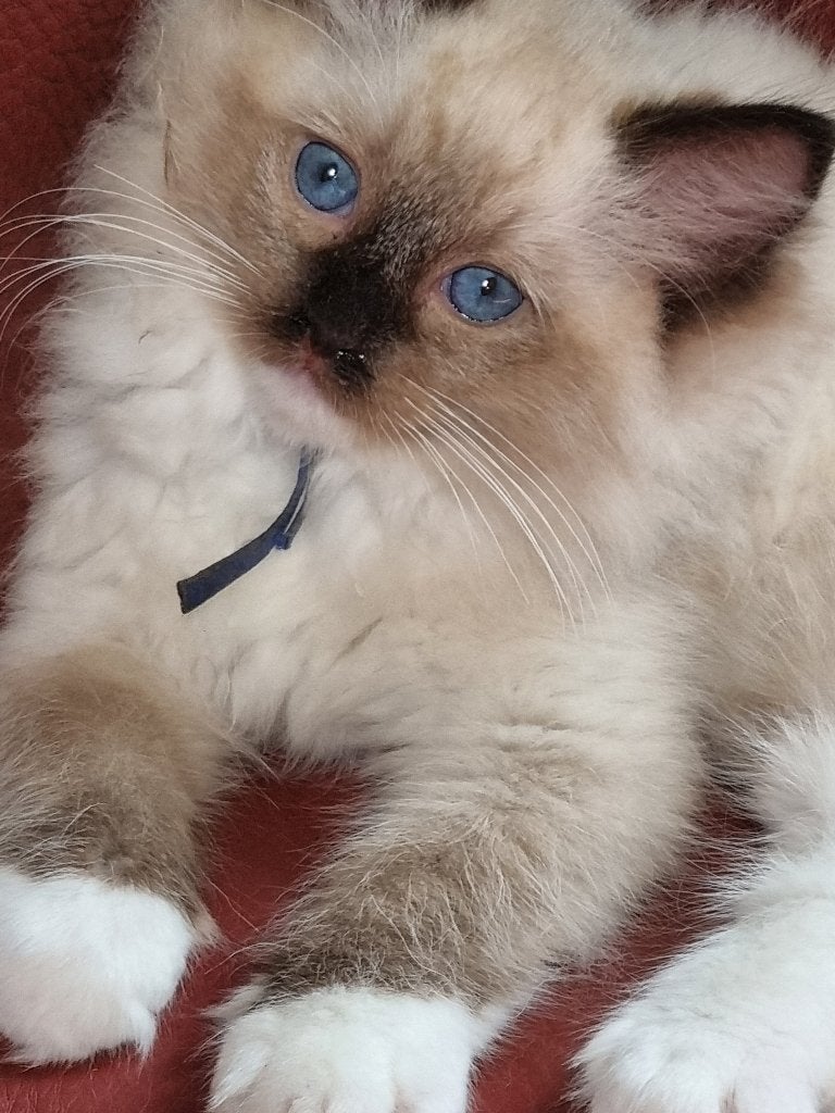 Ragdoll kittens met stamboom, Meerdere dieren, Met stamboom, 0 tot 2 jaar