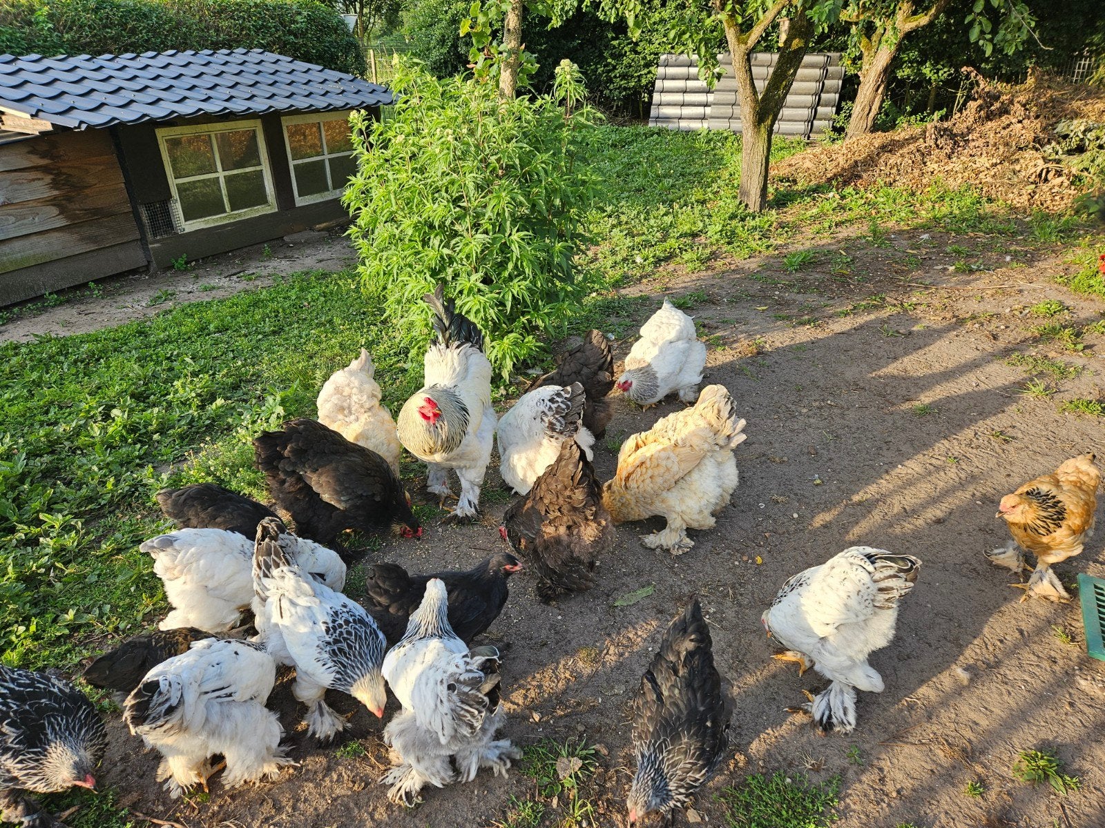 Brahma kippen groot, Dieren en Toebehoren, Pluimvee, Meerdere dieren, Kip
