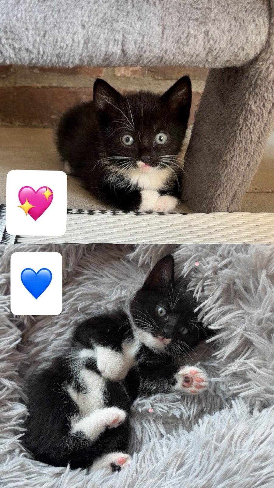 Kitten, Poes, 0 tot 2 jaar