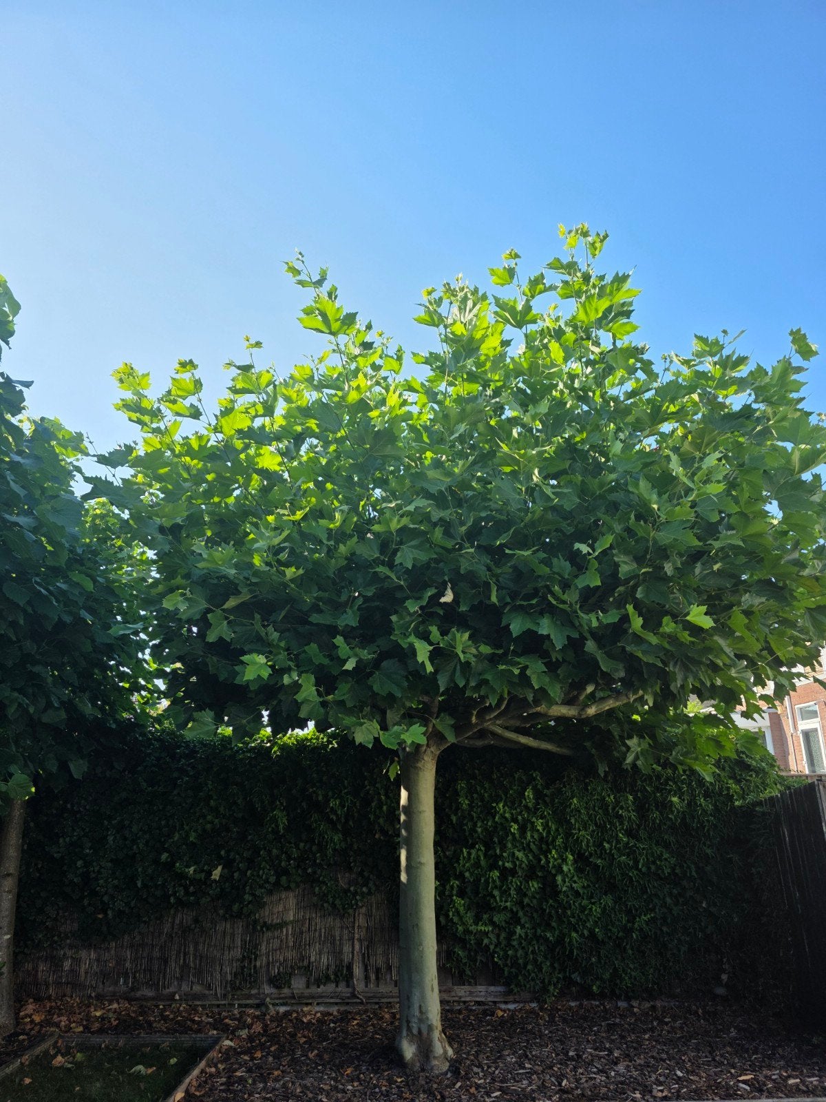 platanus x hispanica gratis af te halen (plataan), Tuin en Terras, Planten | Bomen, Ophalen, Volle zon, Overige soorten