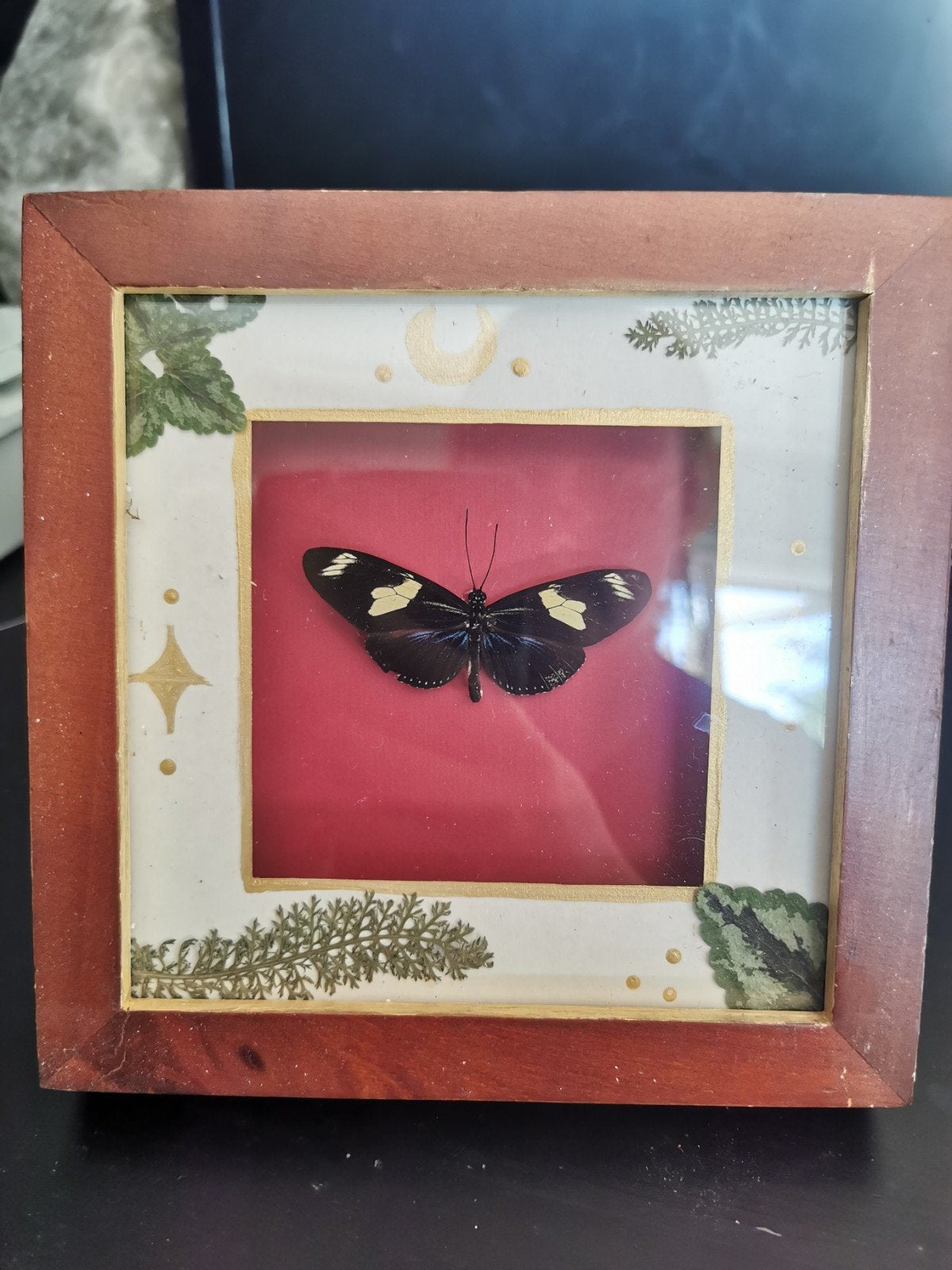 lijstje met opgezette vlinder (heliconius doris), Ophalen of Verzenden, Nieuw, Insect, Opgezet dier