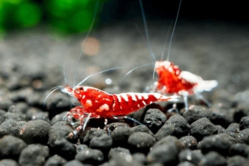 Red Galaxi Caridina garnalen 0,8-1,2 cm op leidingwater!, Dieren en Toebehoren, Kreeft, Krab of Garnaal, Zoetwatervis, Schoolvis